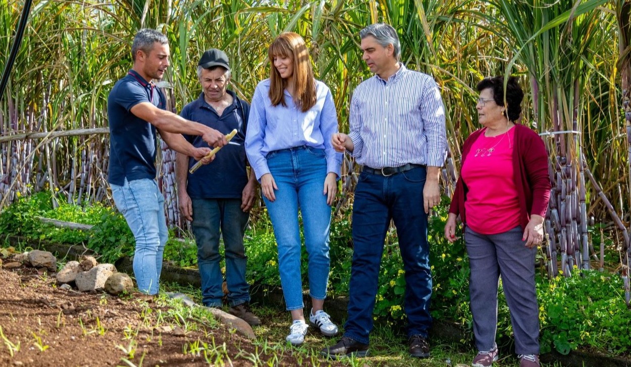 PSD defende valor da cana-de-açúcar